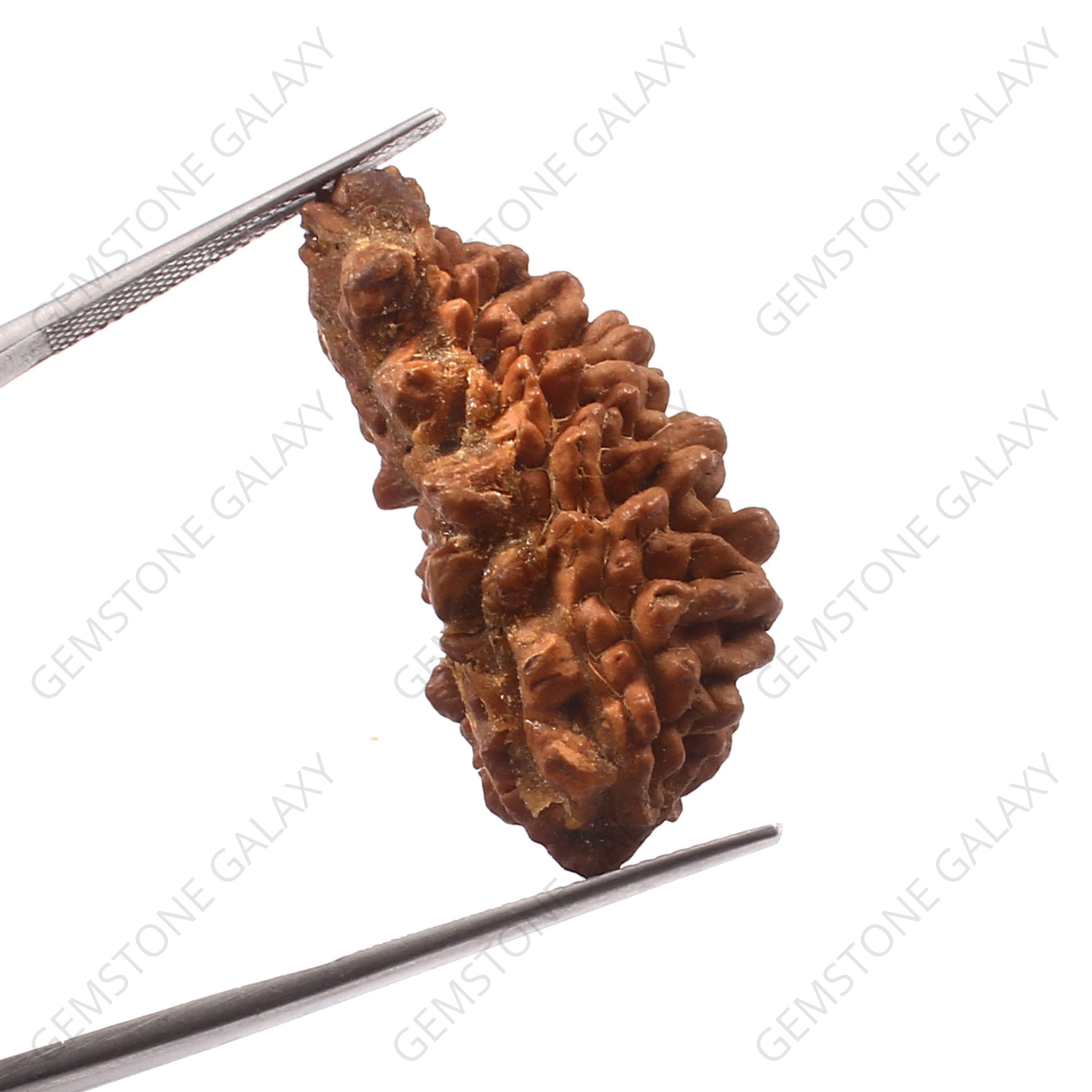 1 Mukhi Rudraksha