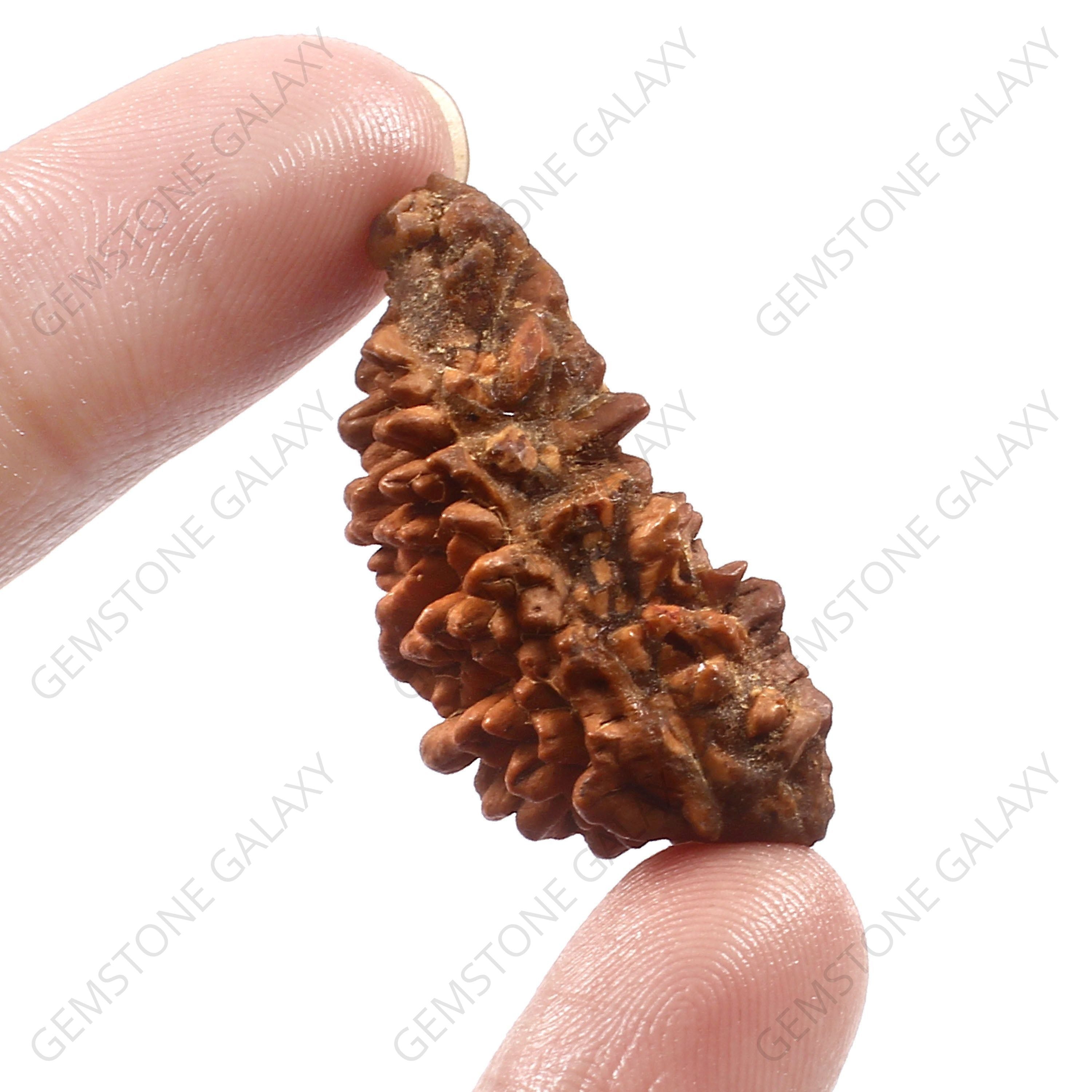1 Mukhi Rudraksha