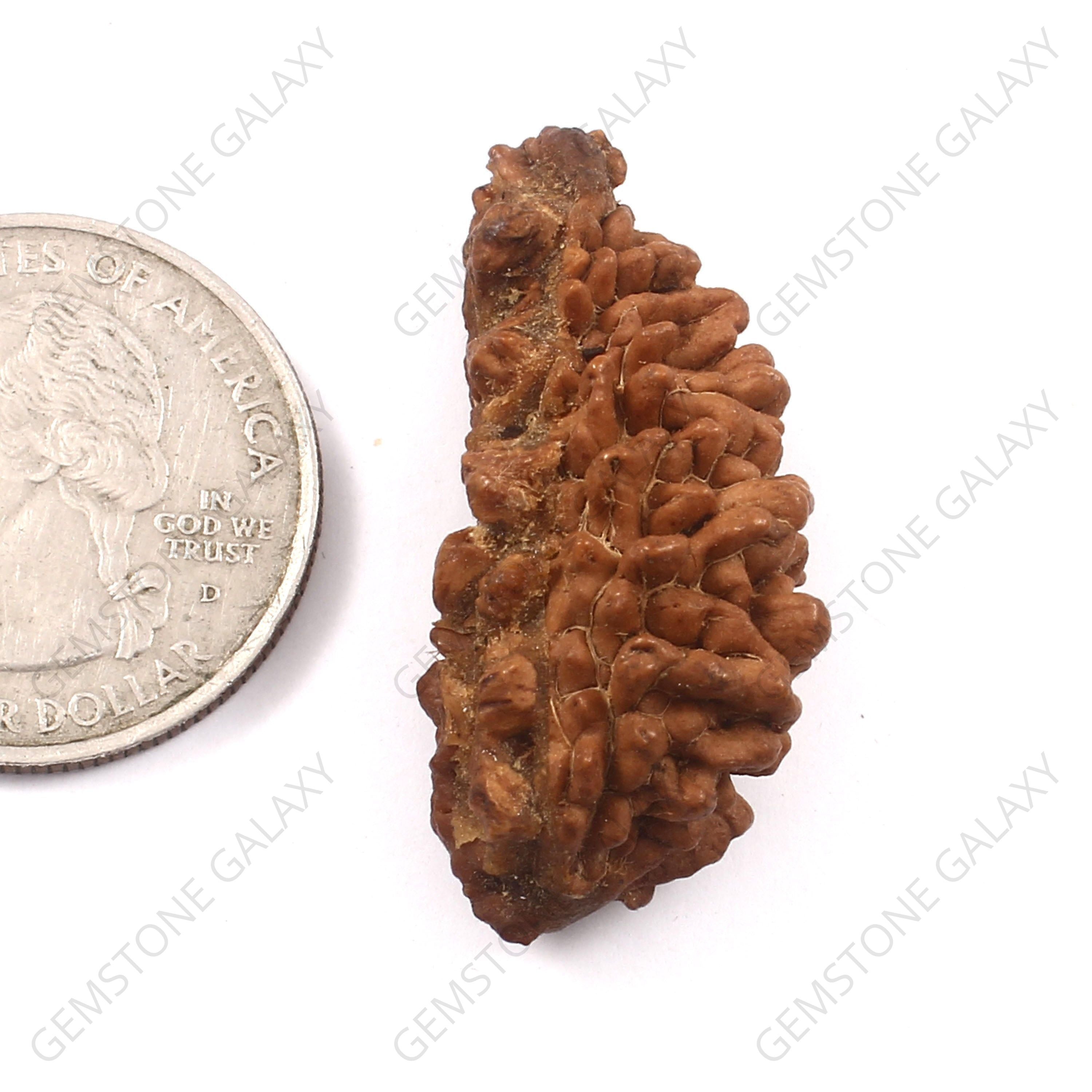 1 Mukhi Rudraksha