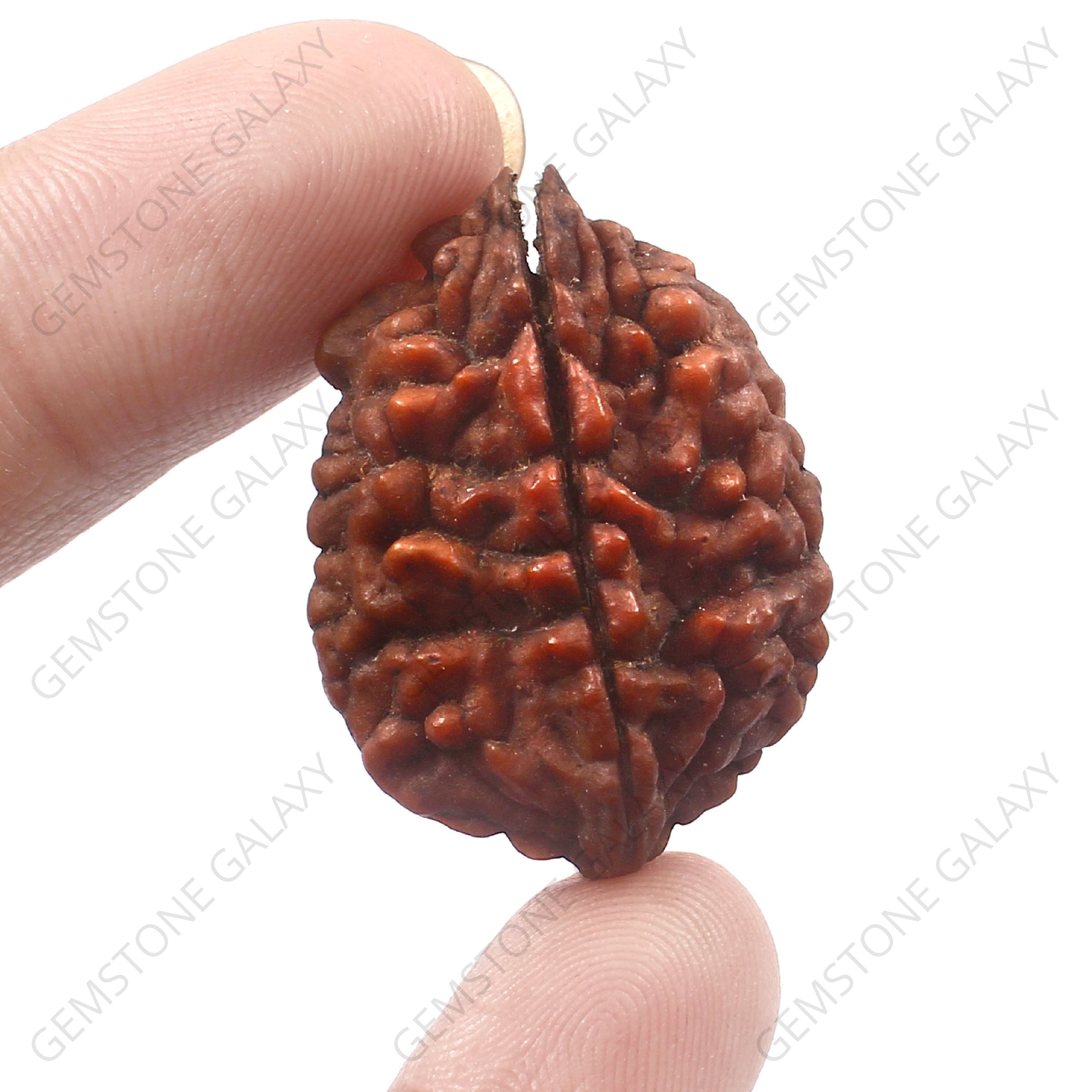 2 Mukhi Rudraksha