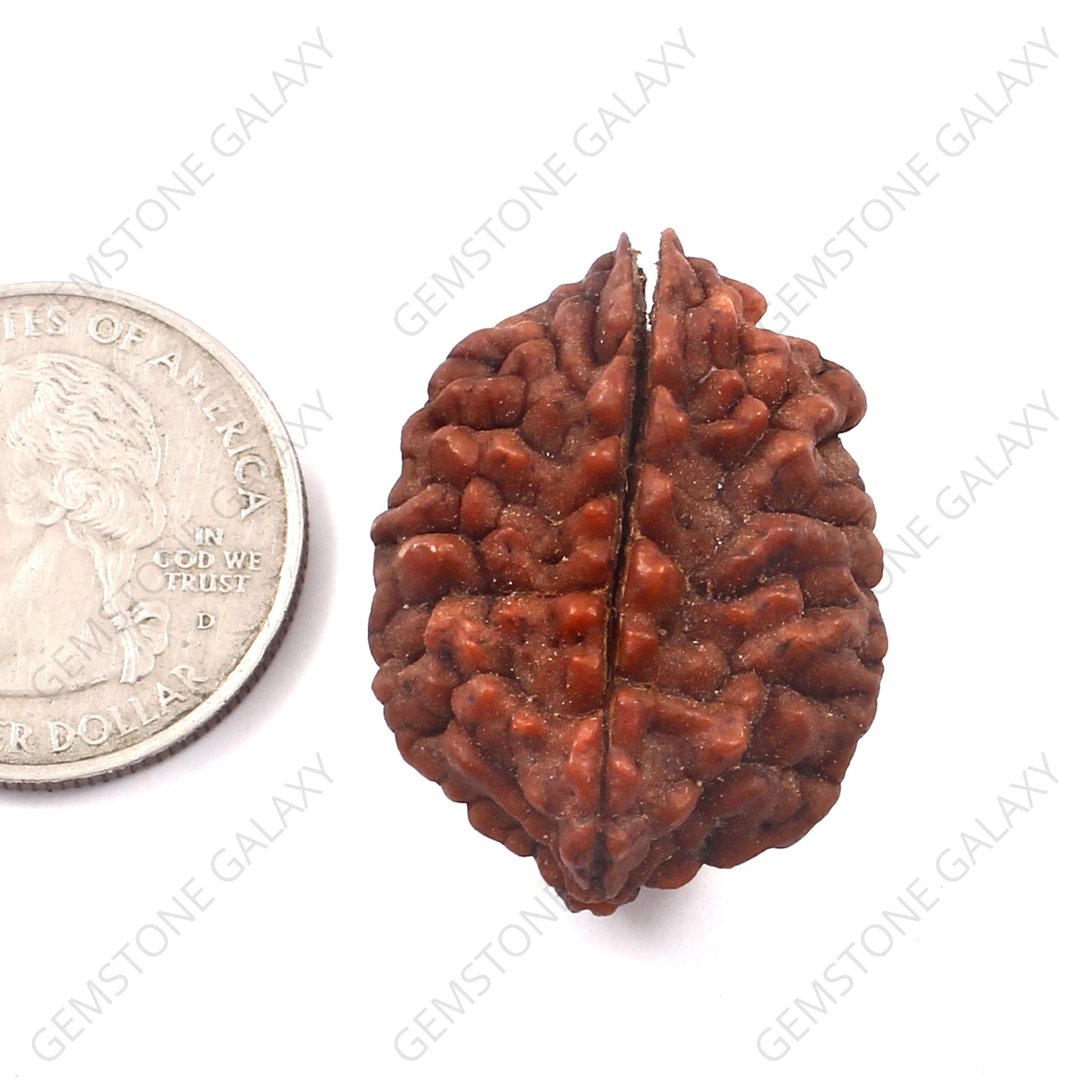 2 Mukhi Rudraksha