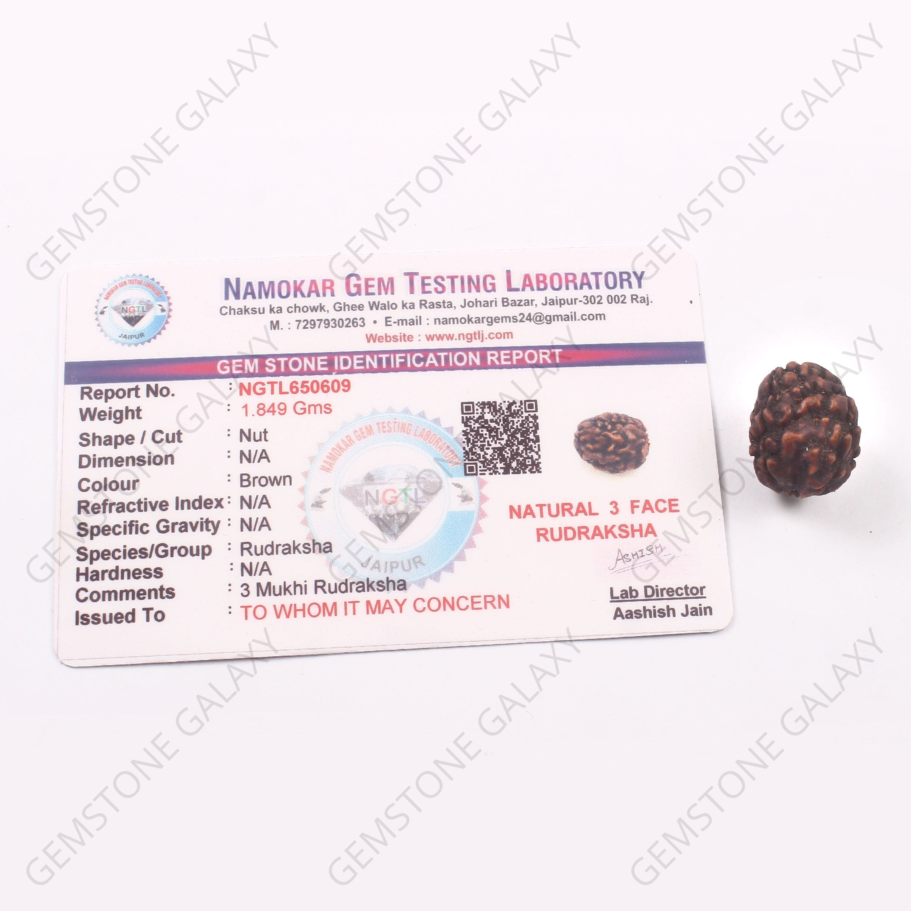 3 Mukhi Rudraksha