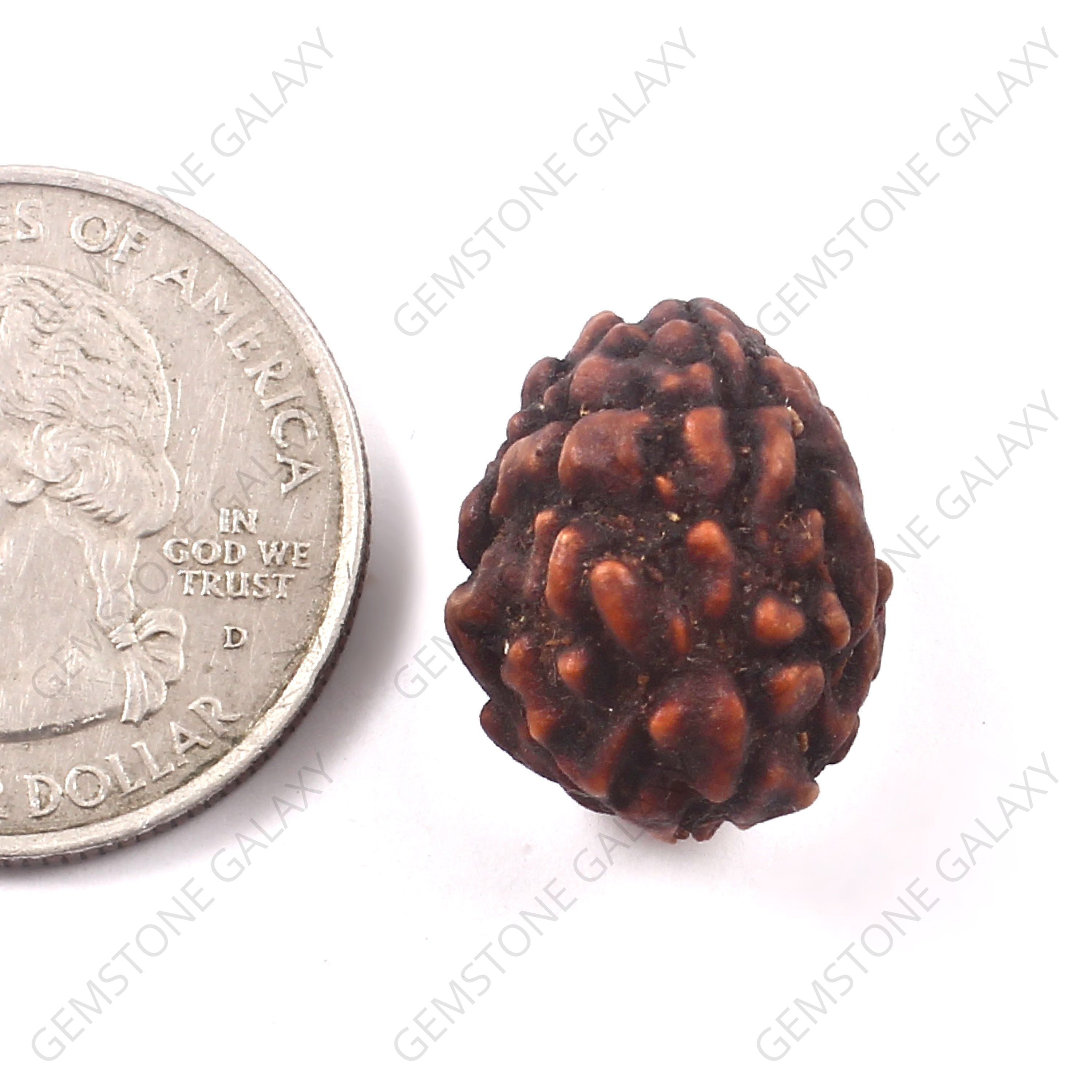 3 Mukhi Rudraksha
