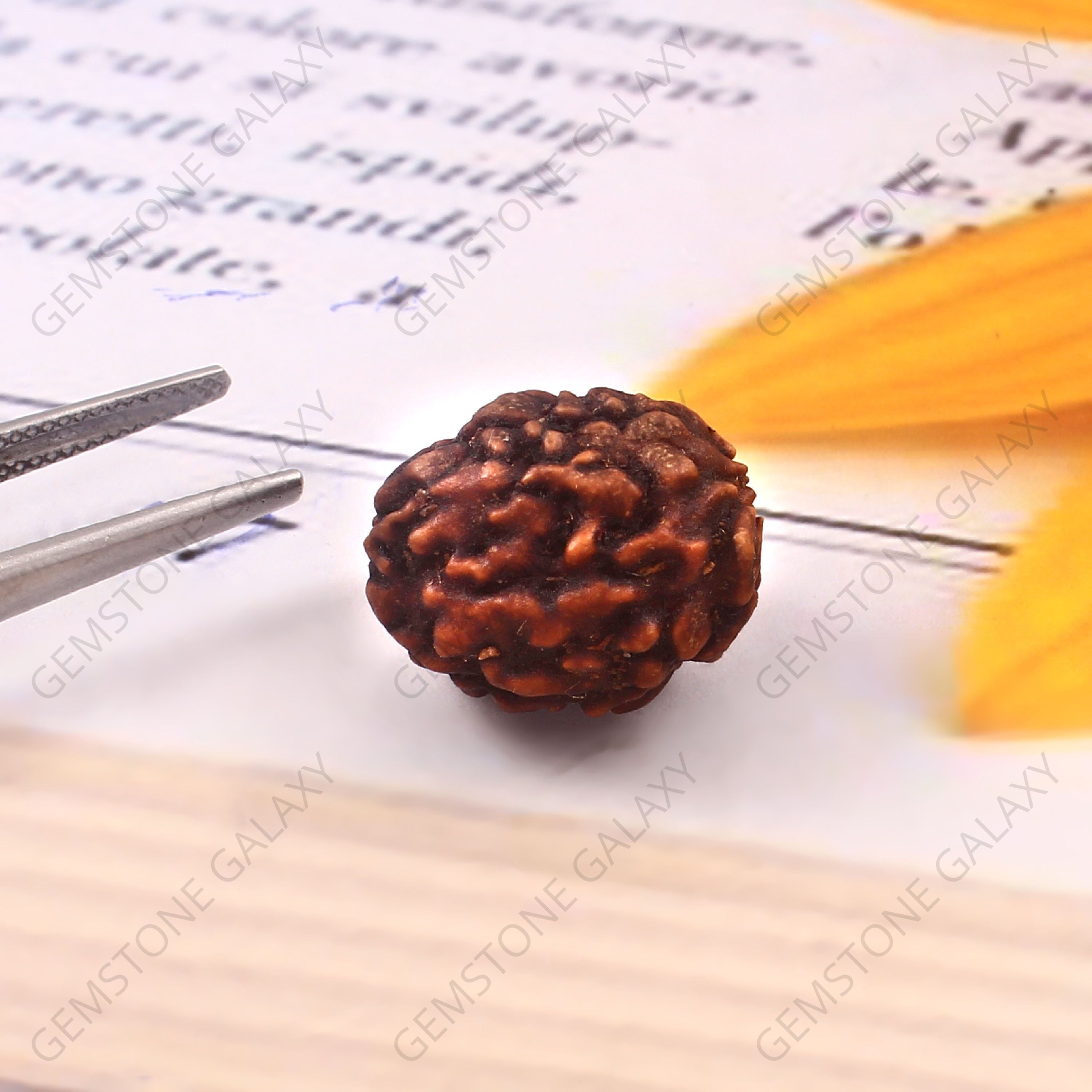 3 Mukhi Rudraksha
