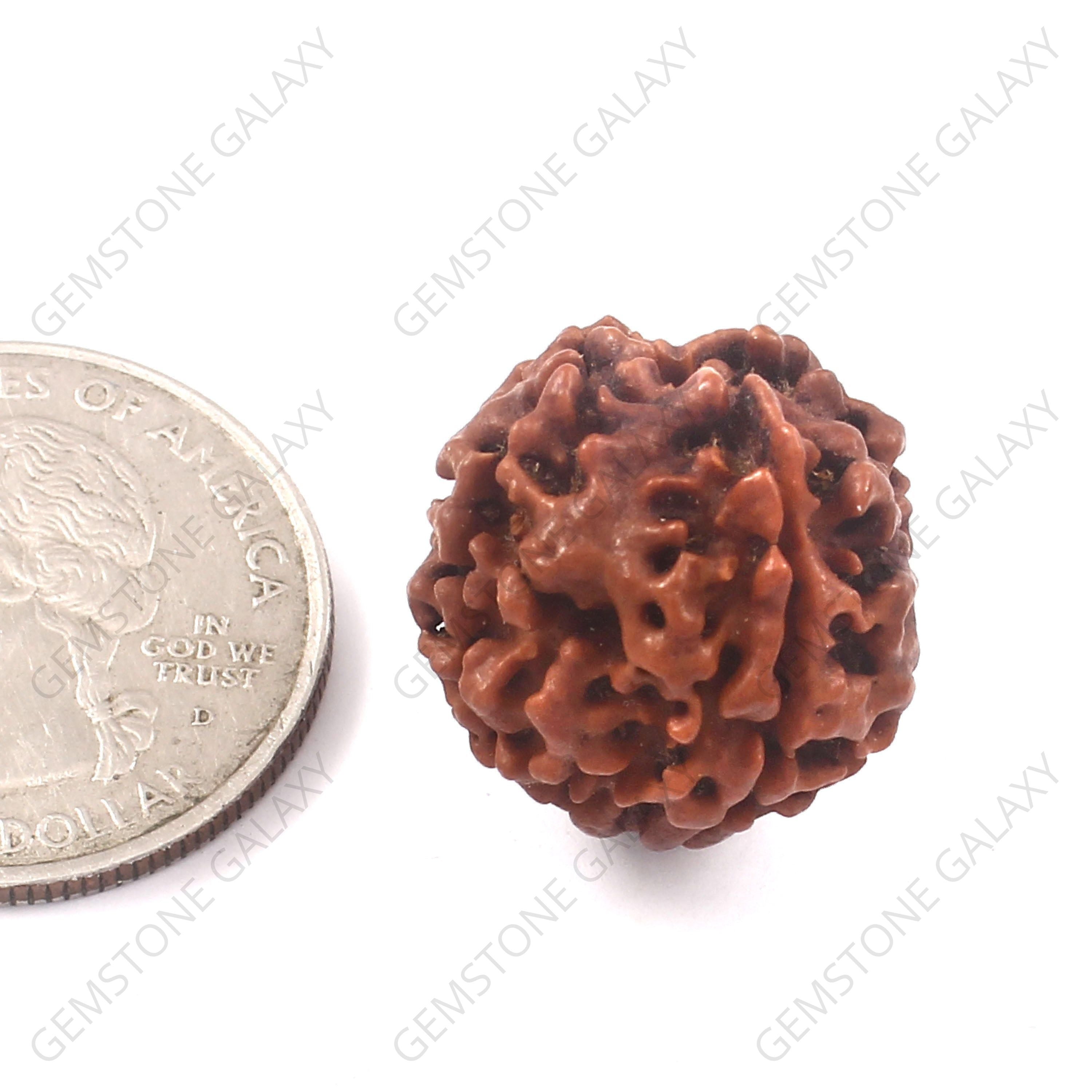 4 Mukhi Rudraksha