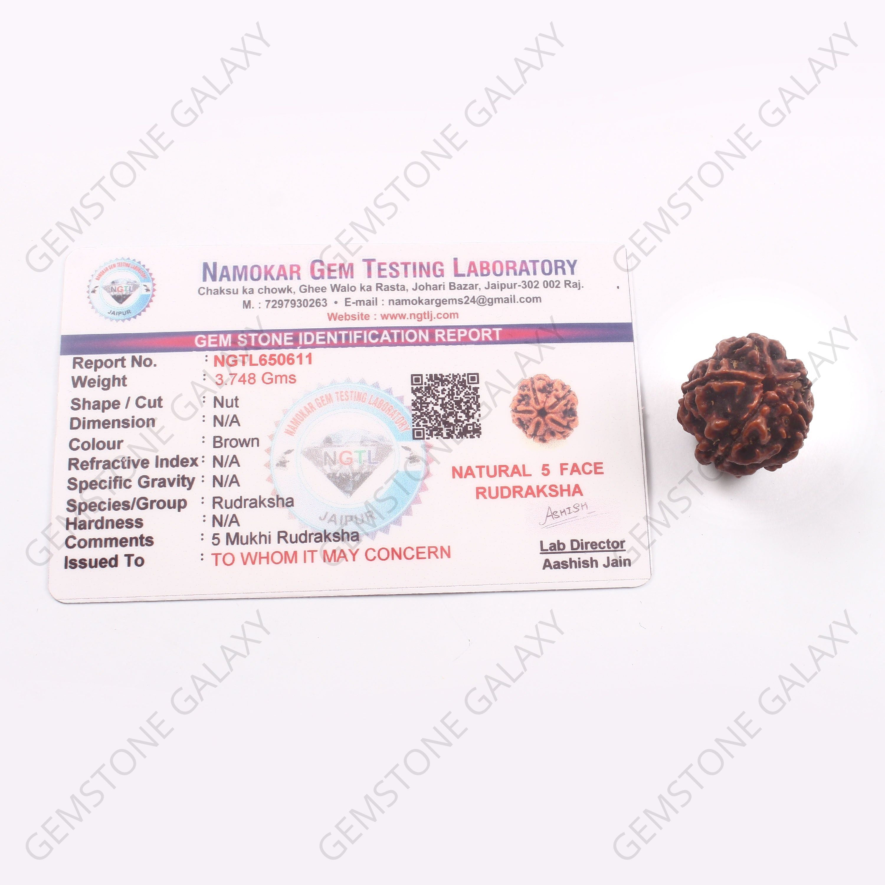 5 Mukhi Rudraksha