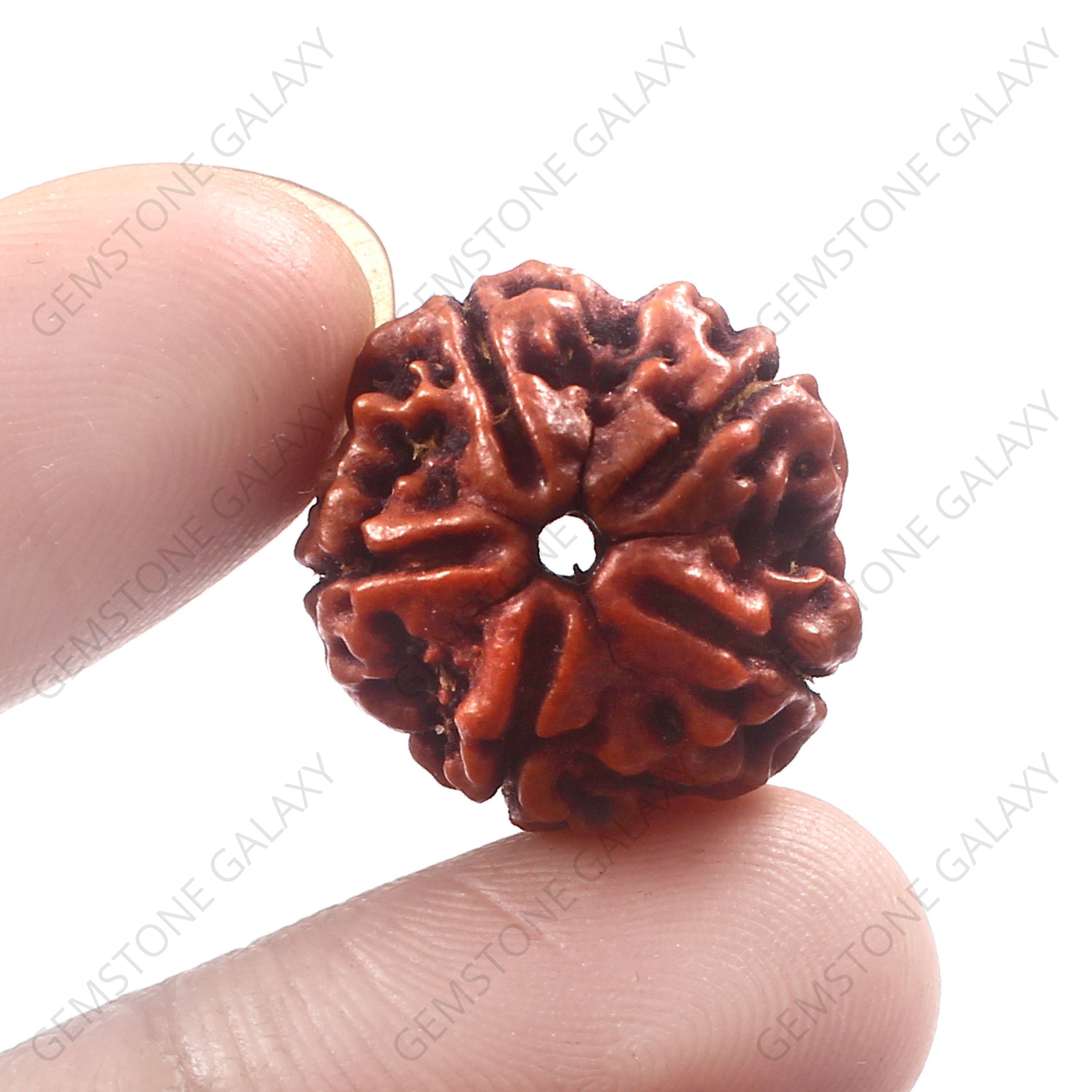 5 Mukhi Rudraksha