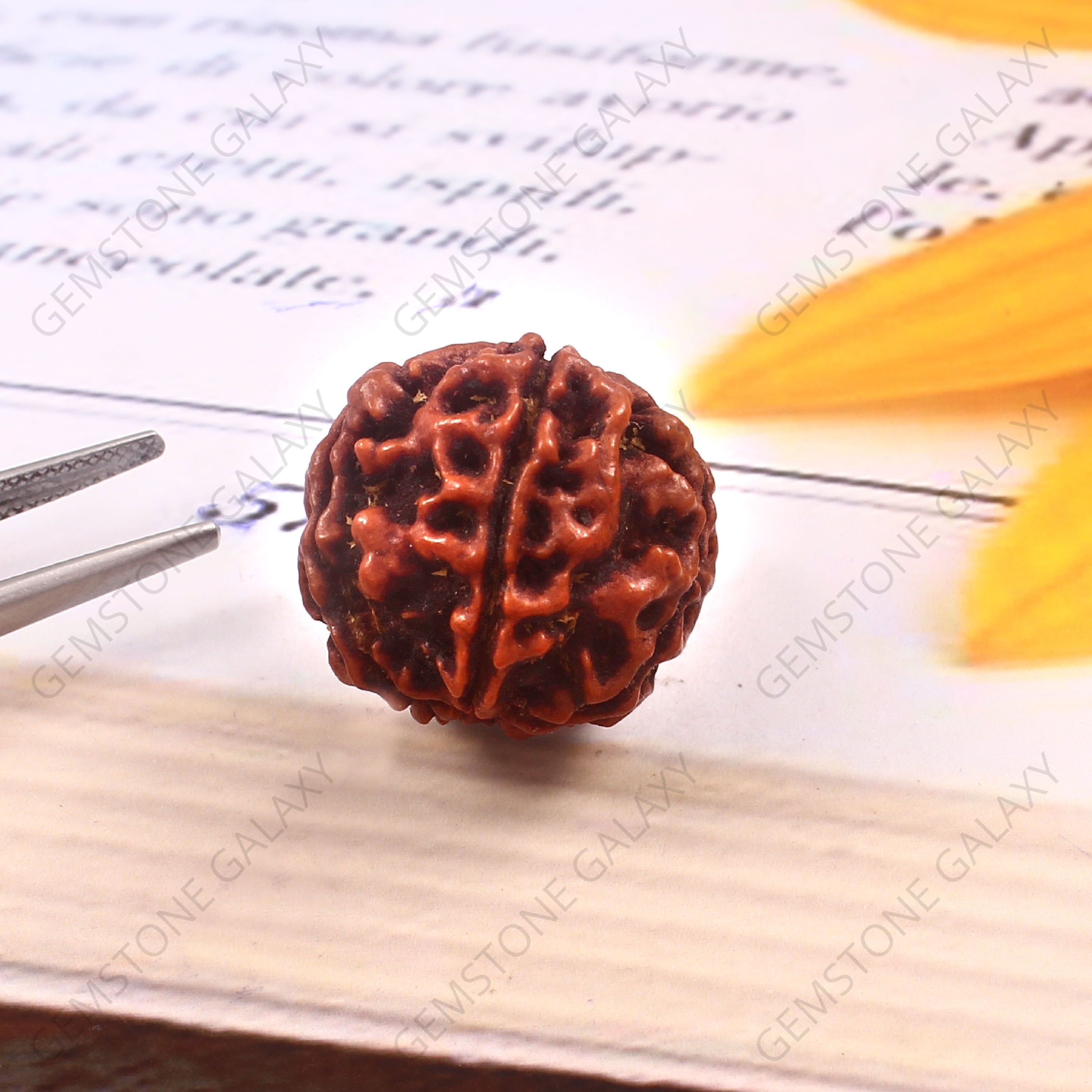 5 Mukhi Rudraksha