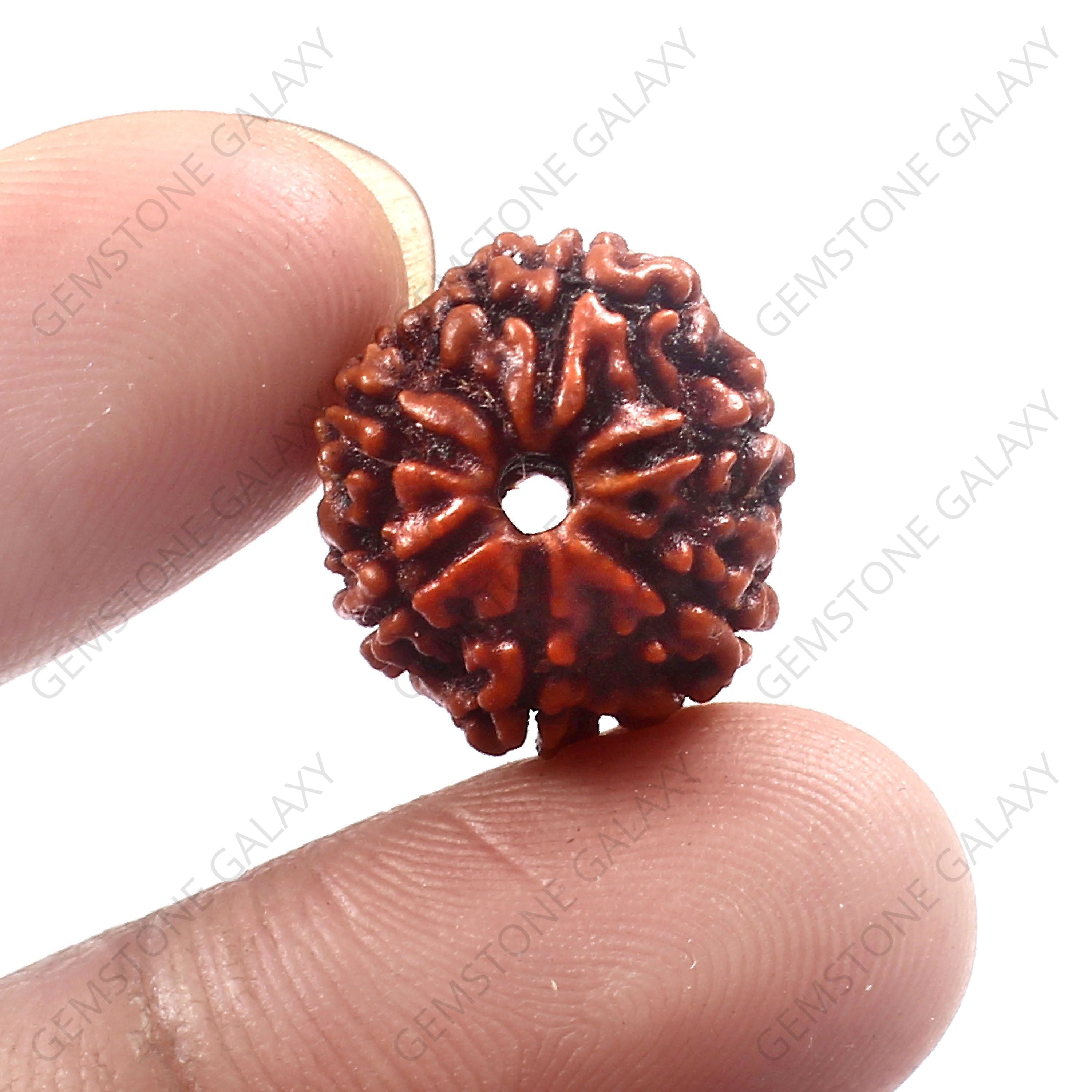 6 Mukhi Rudraksha