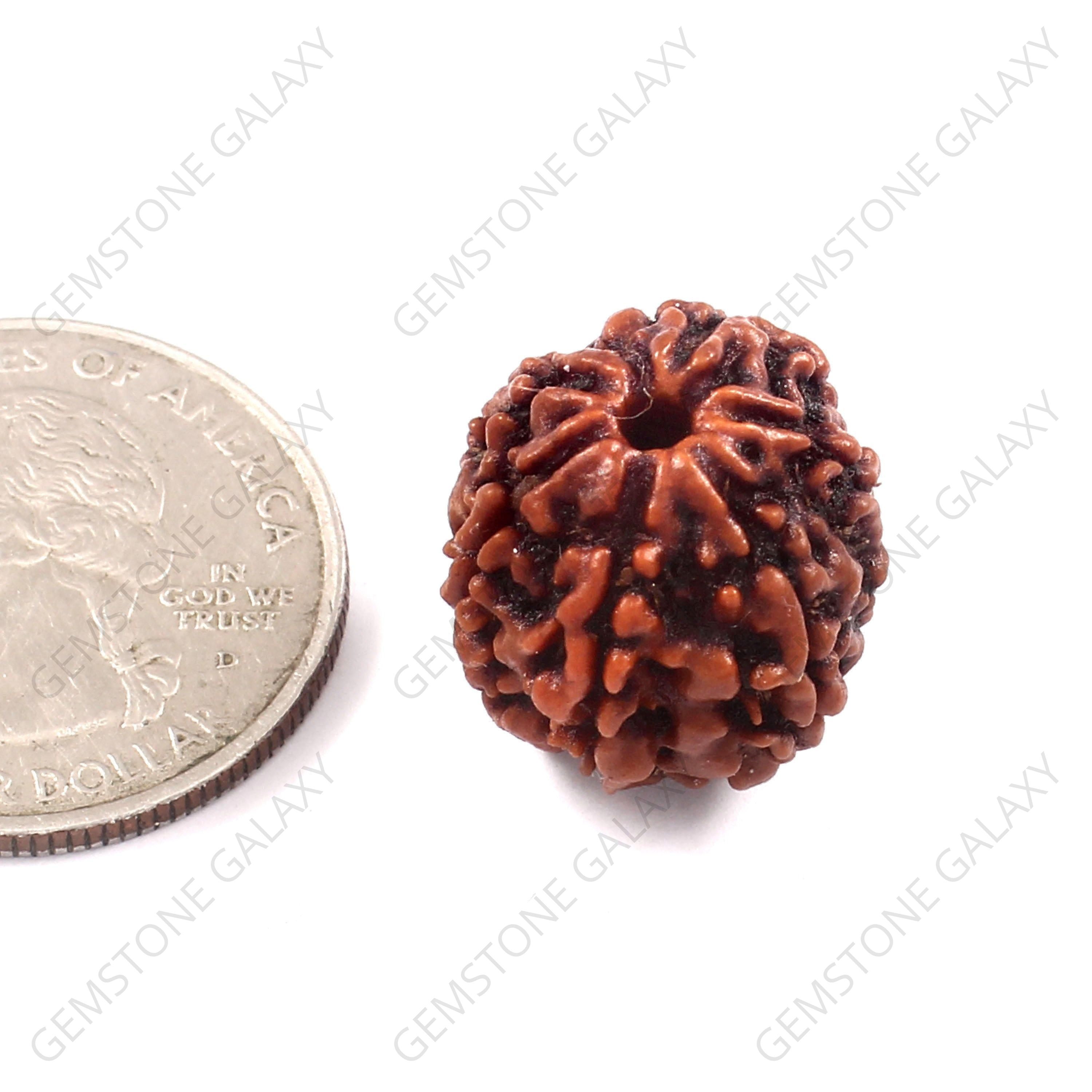 6 Mukhi Rudraksha