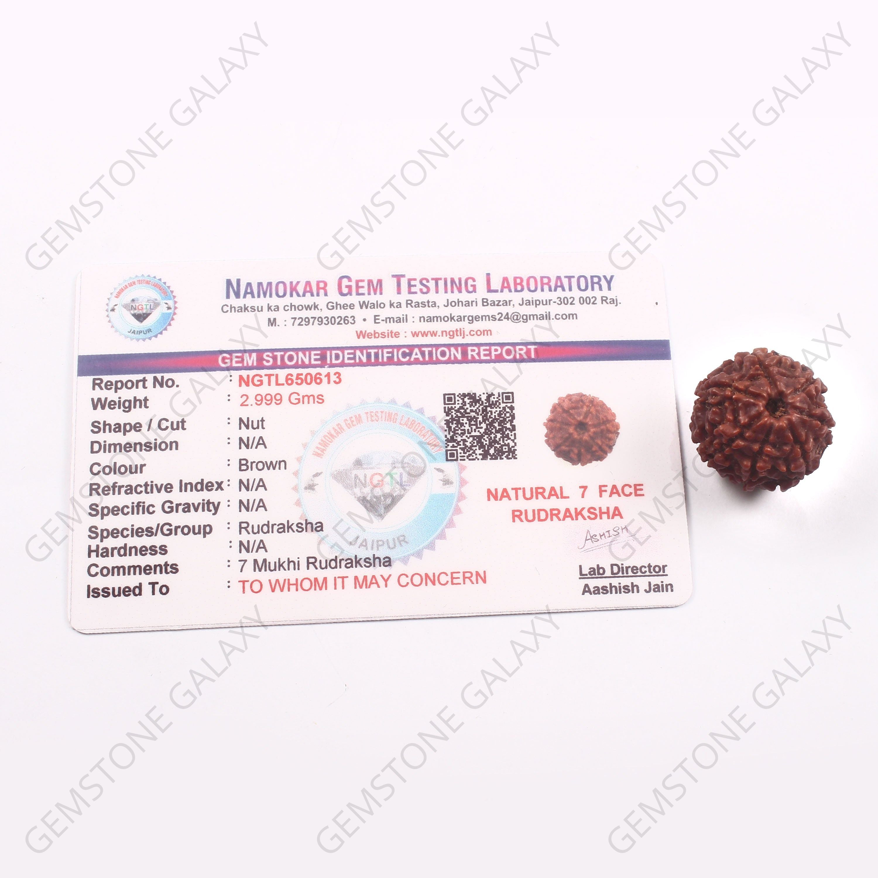 7 Mukhi Rudraksha