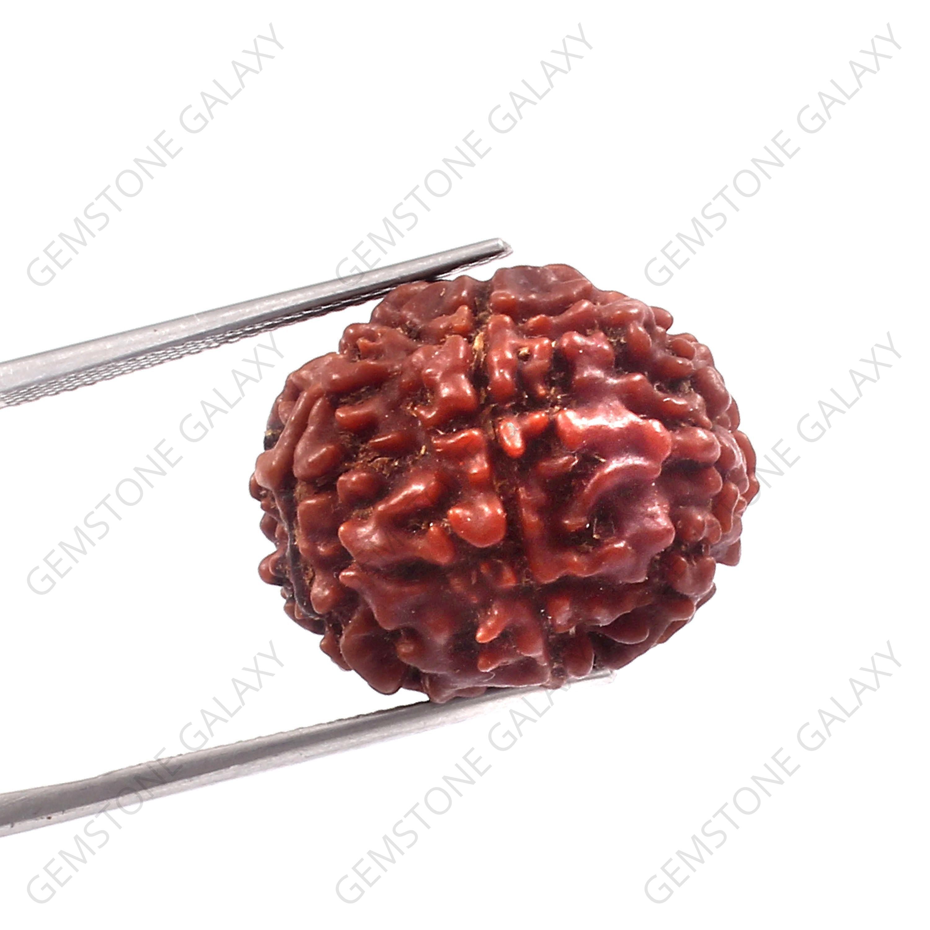7 Mukhi Rudraksha
