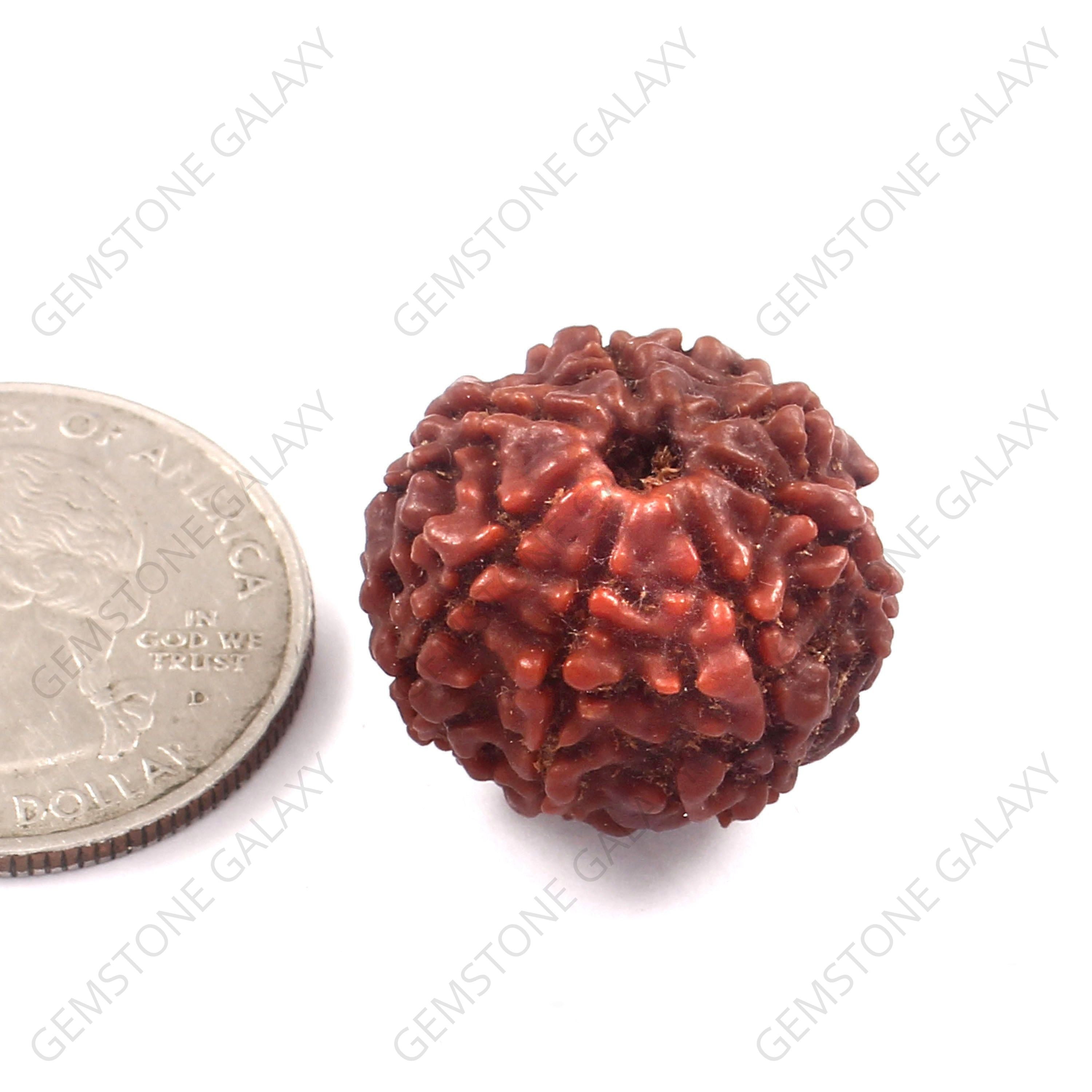 7 Mukhi Rudraksha