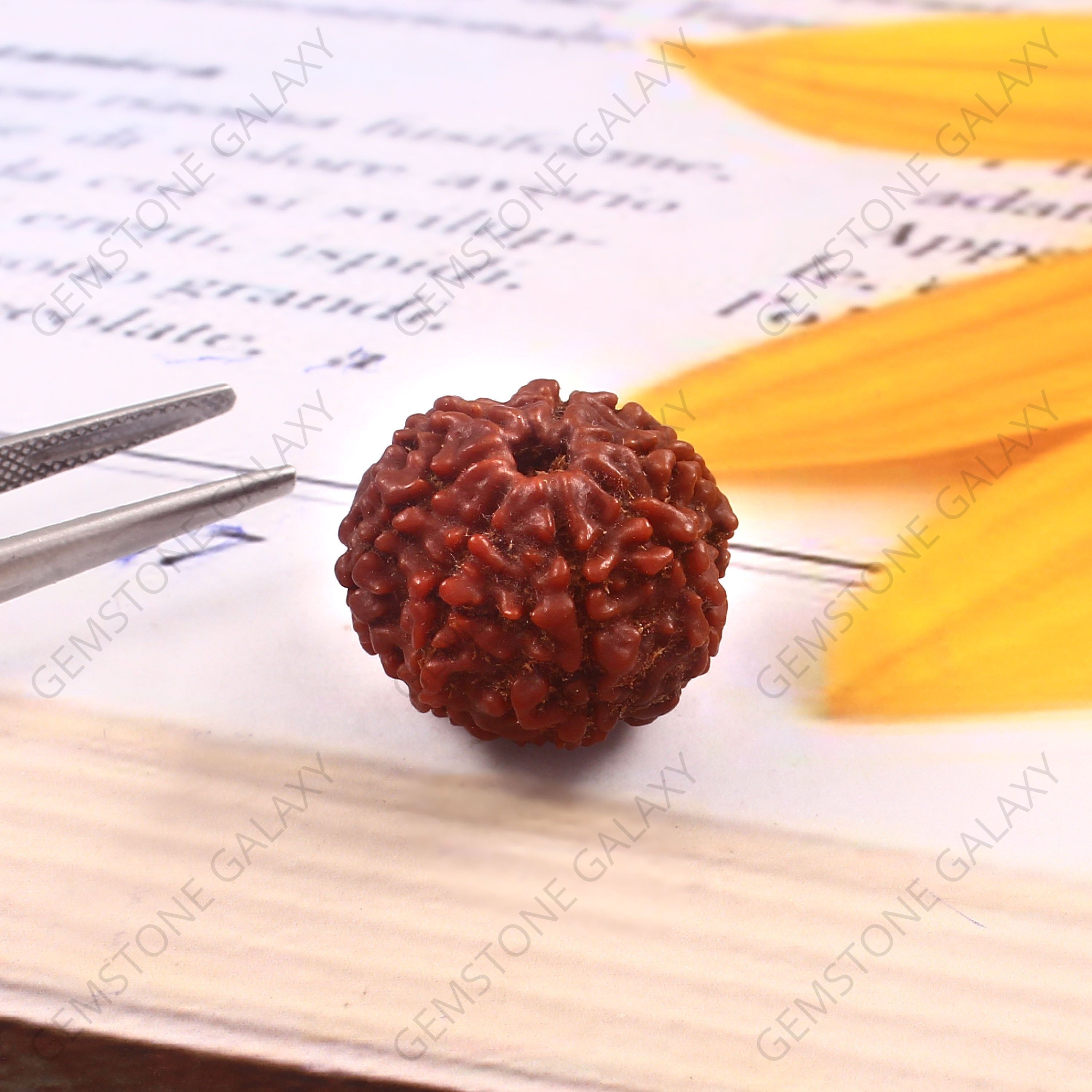 7 Mukhi Rudraksha