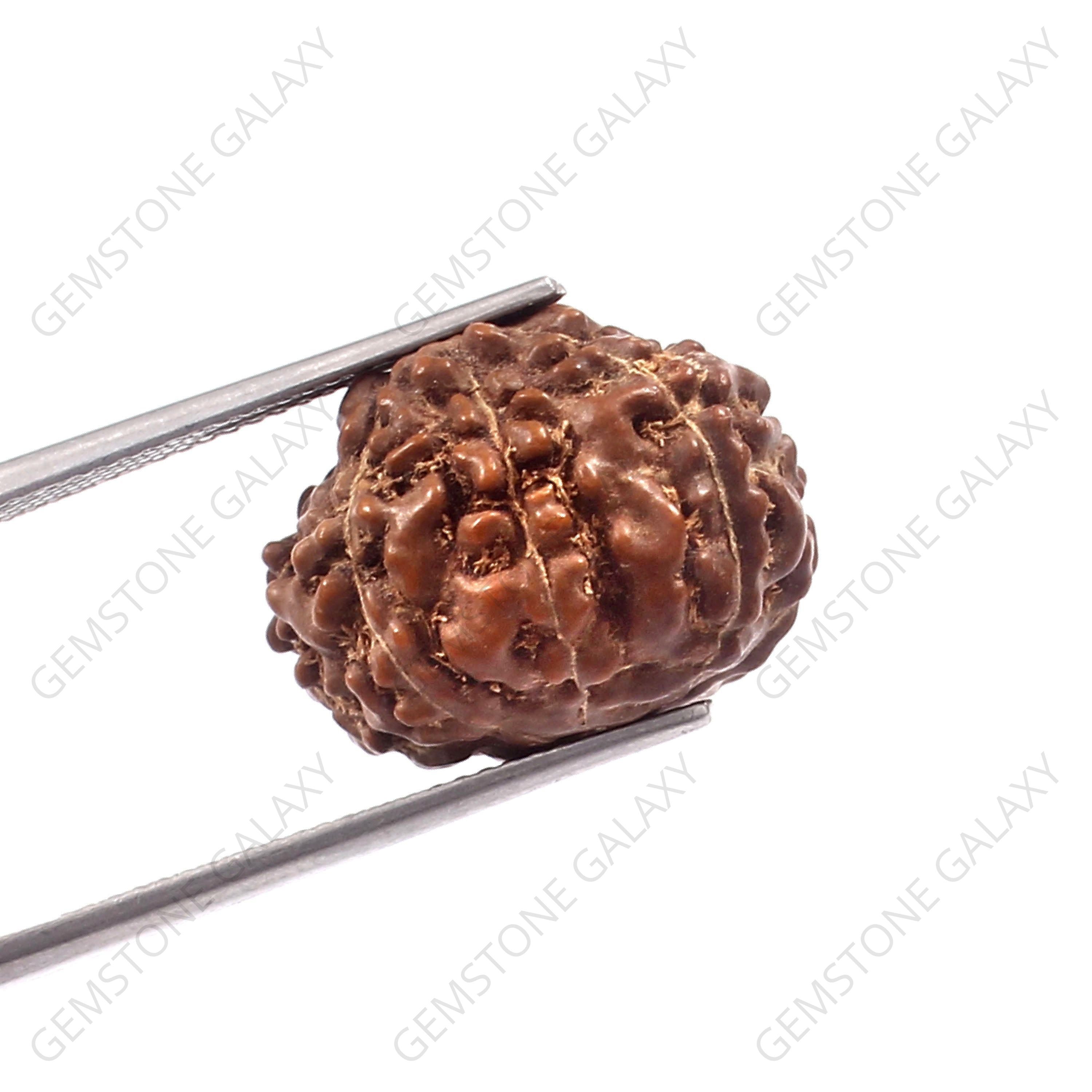 8 Mukhi Rudraksha