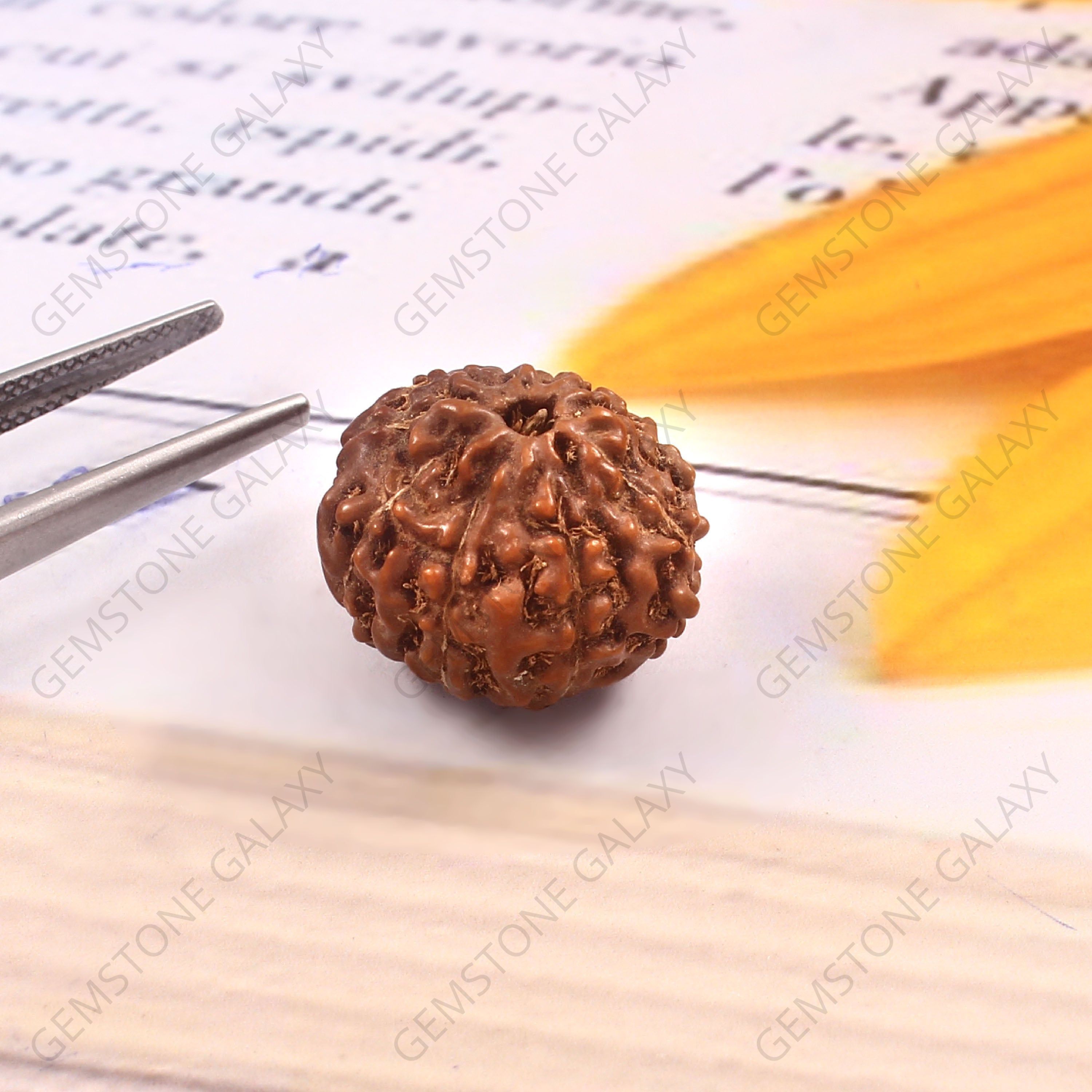 8 Mukhi Rudraksha
