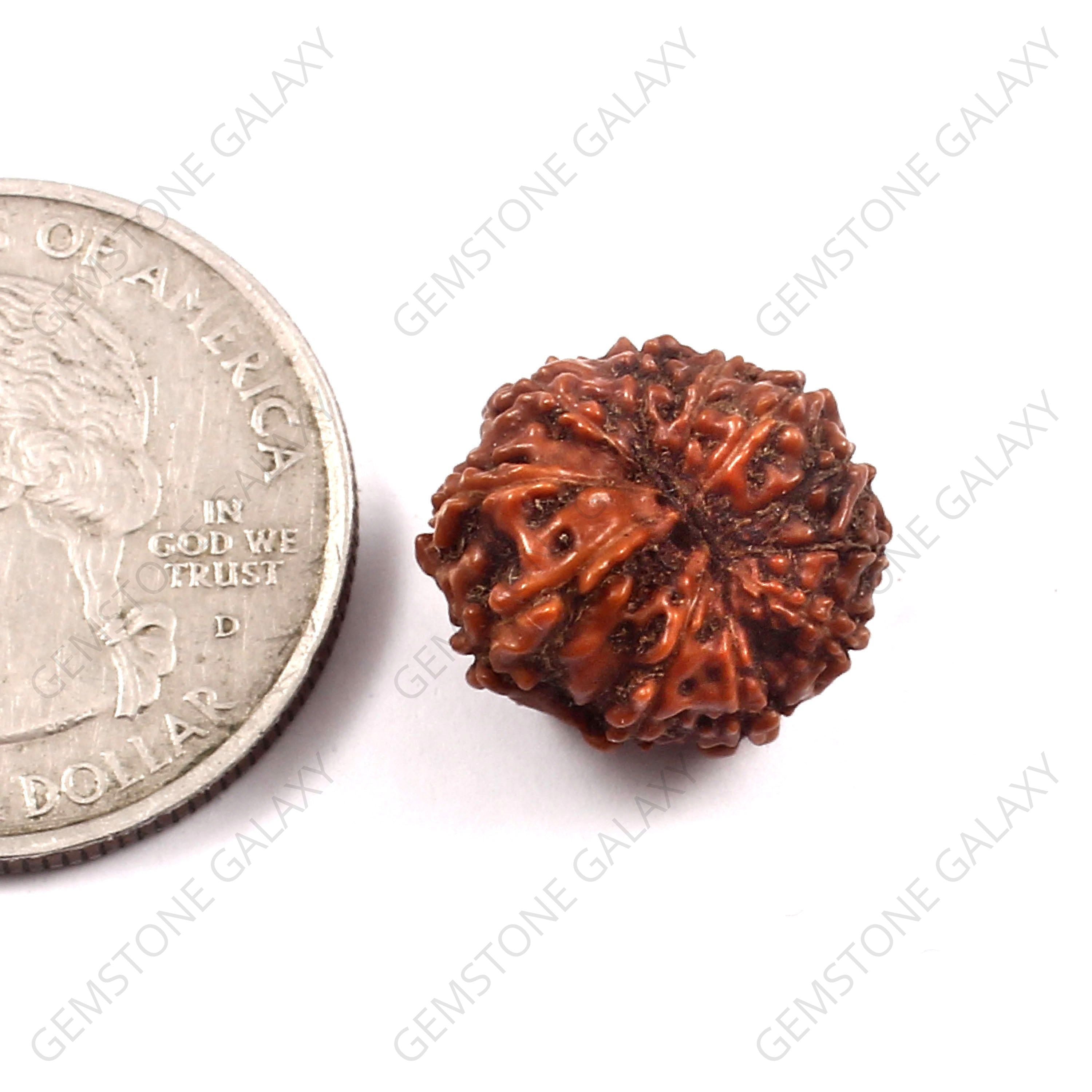 9 Mukhi Rudraksha