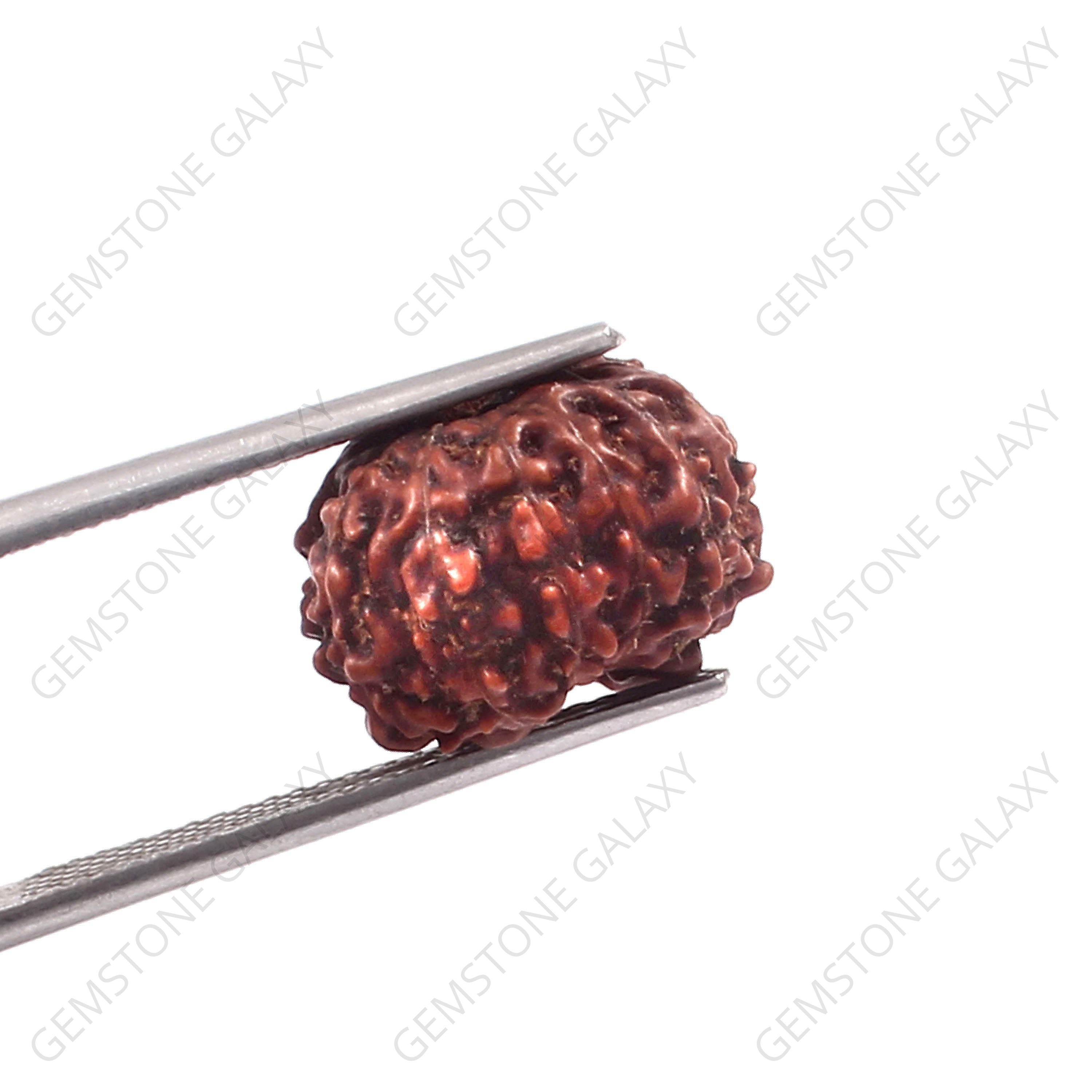 10 Mukhi Rudraksha