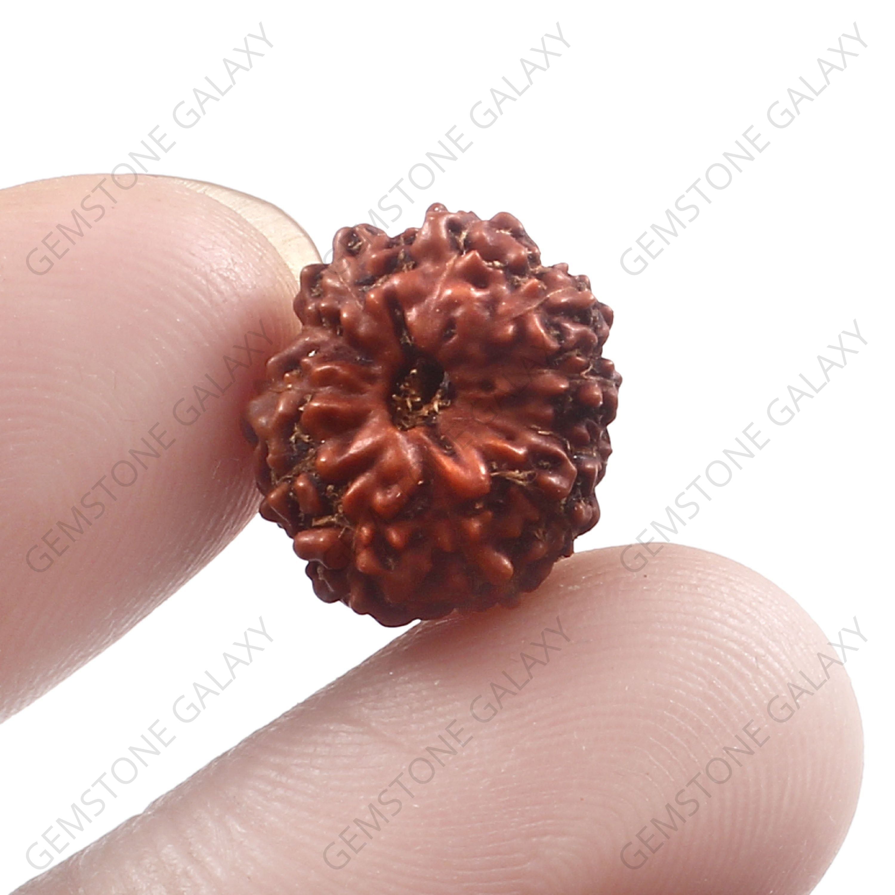 10 Mukhi Rudraksha