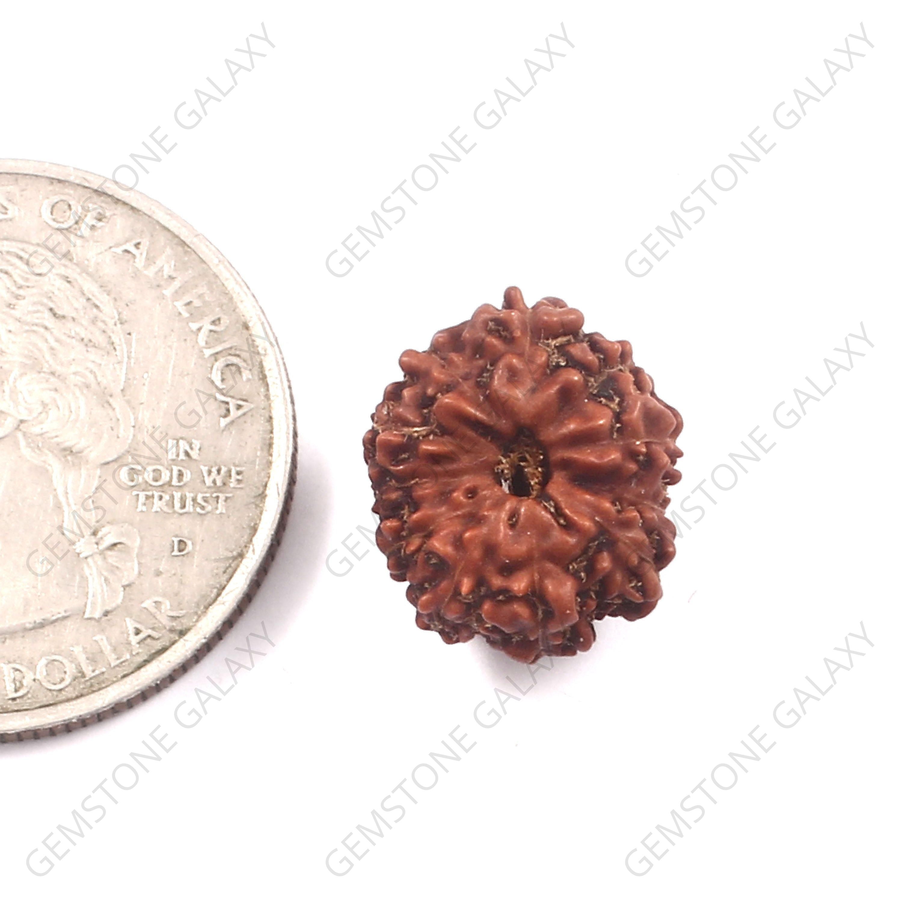10 Mukhi Rudraksha