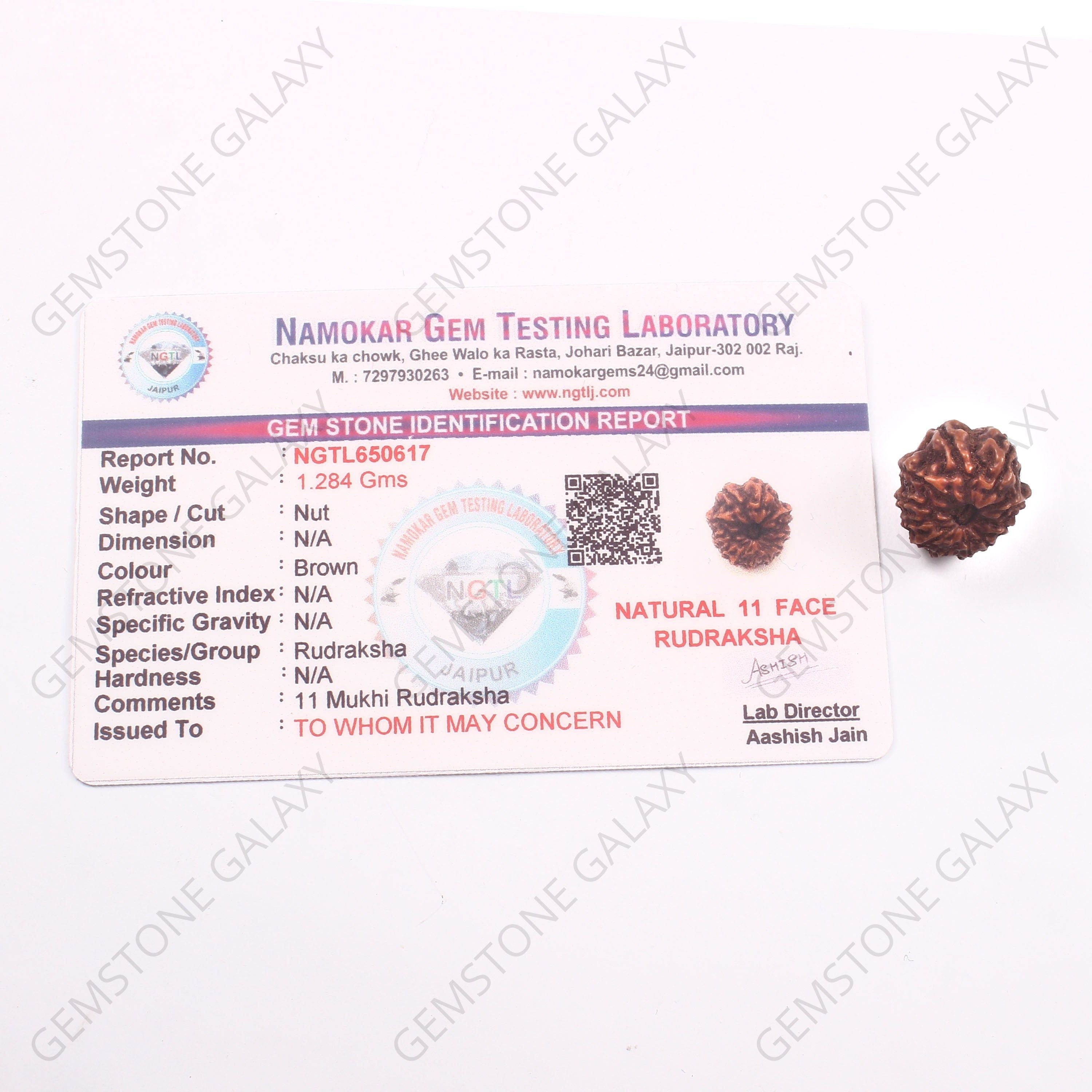 11 Mukhi Rudraksha