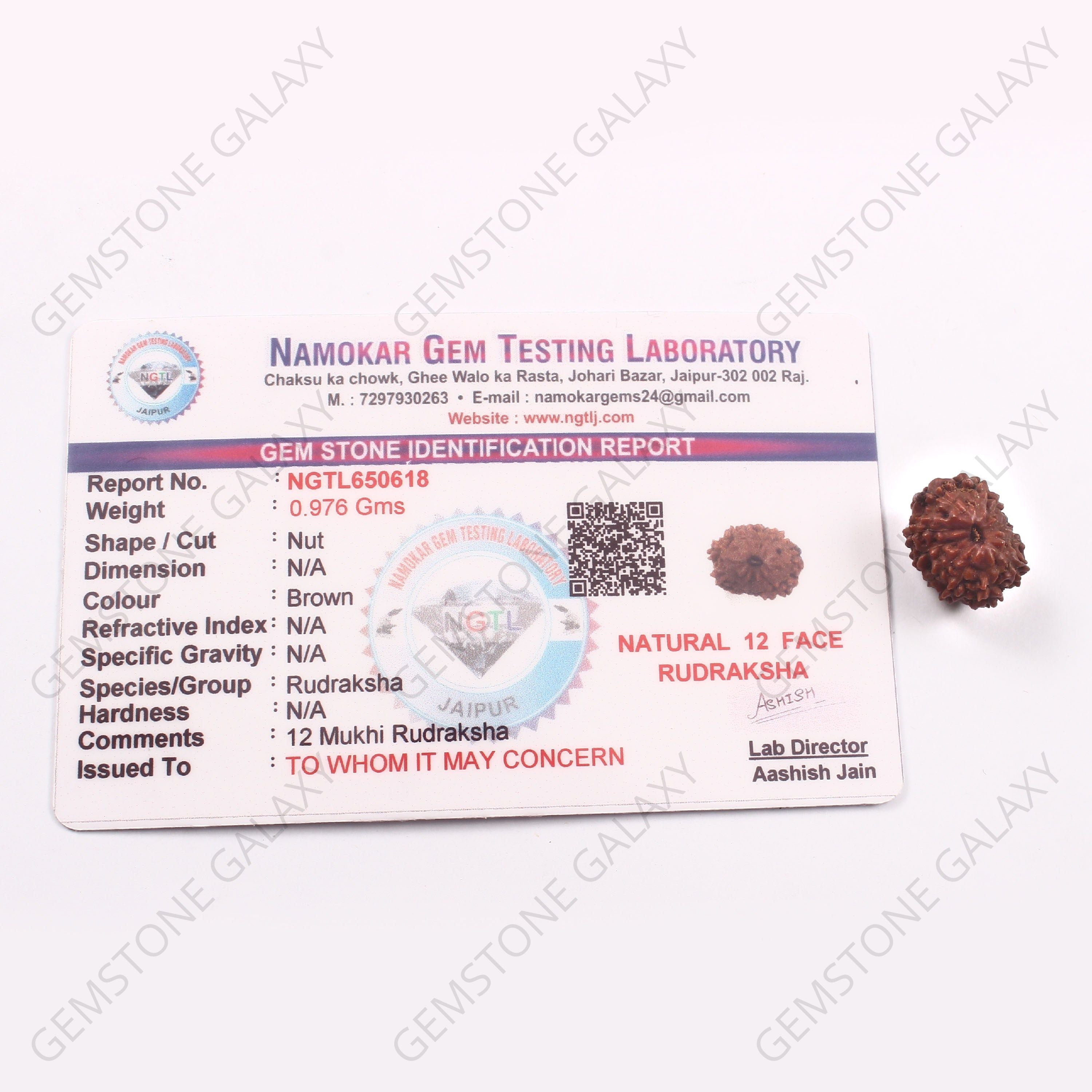 12 Mukhi Rudraksha