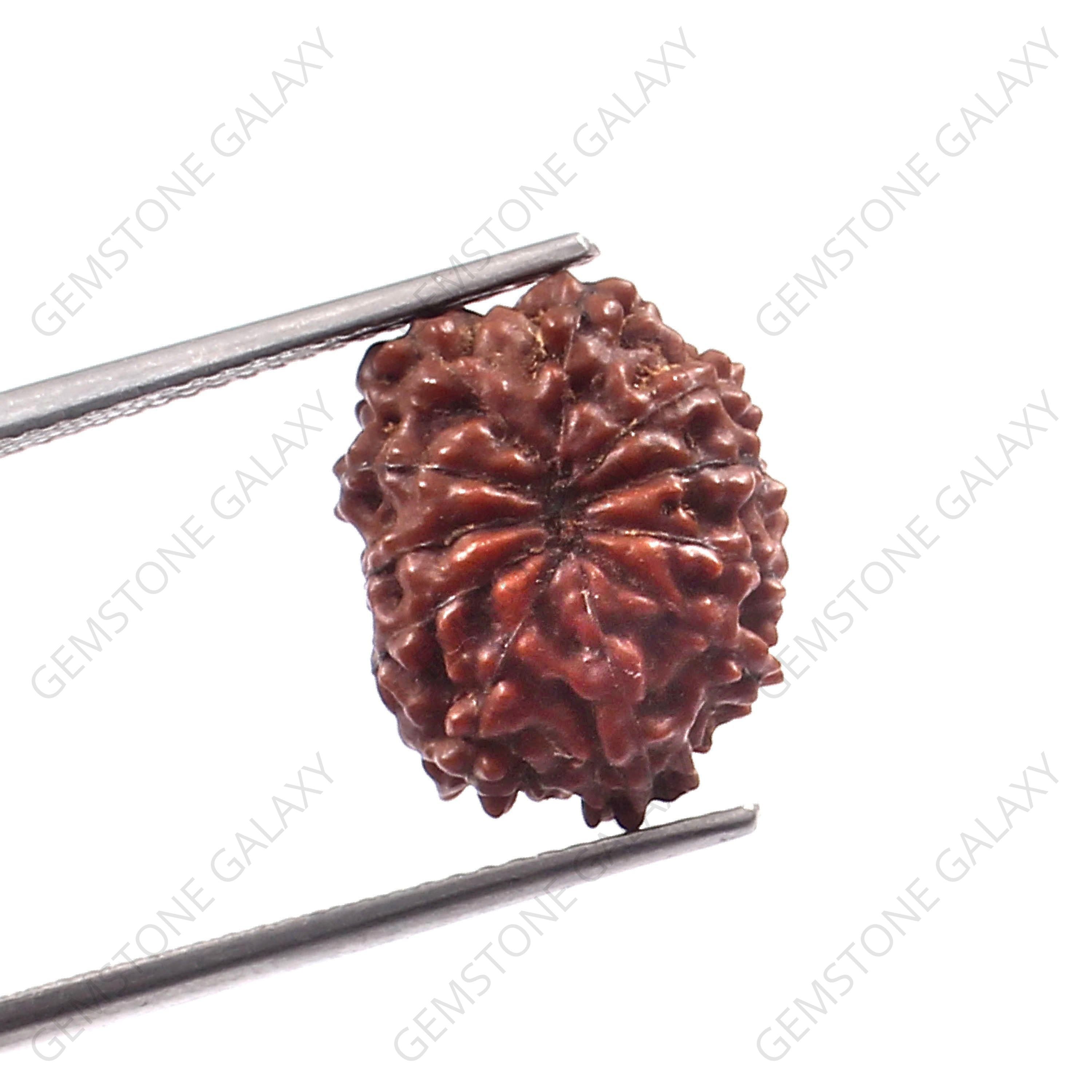 12 Mukhi Rudraksha