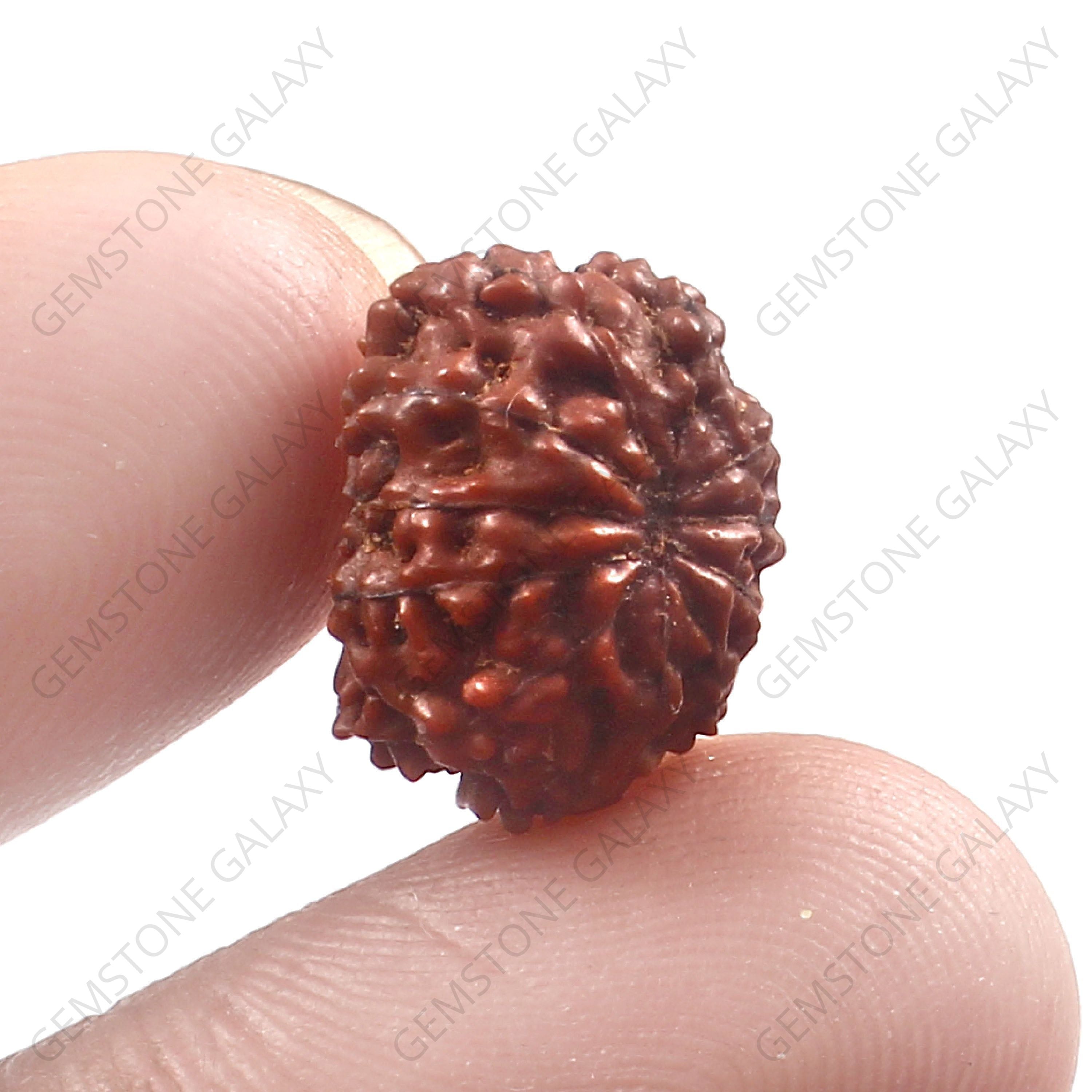 12 Mukhi Rudraksha