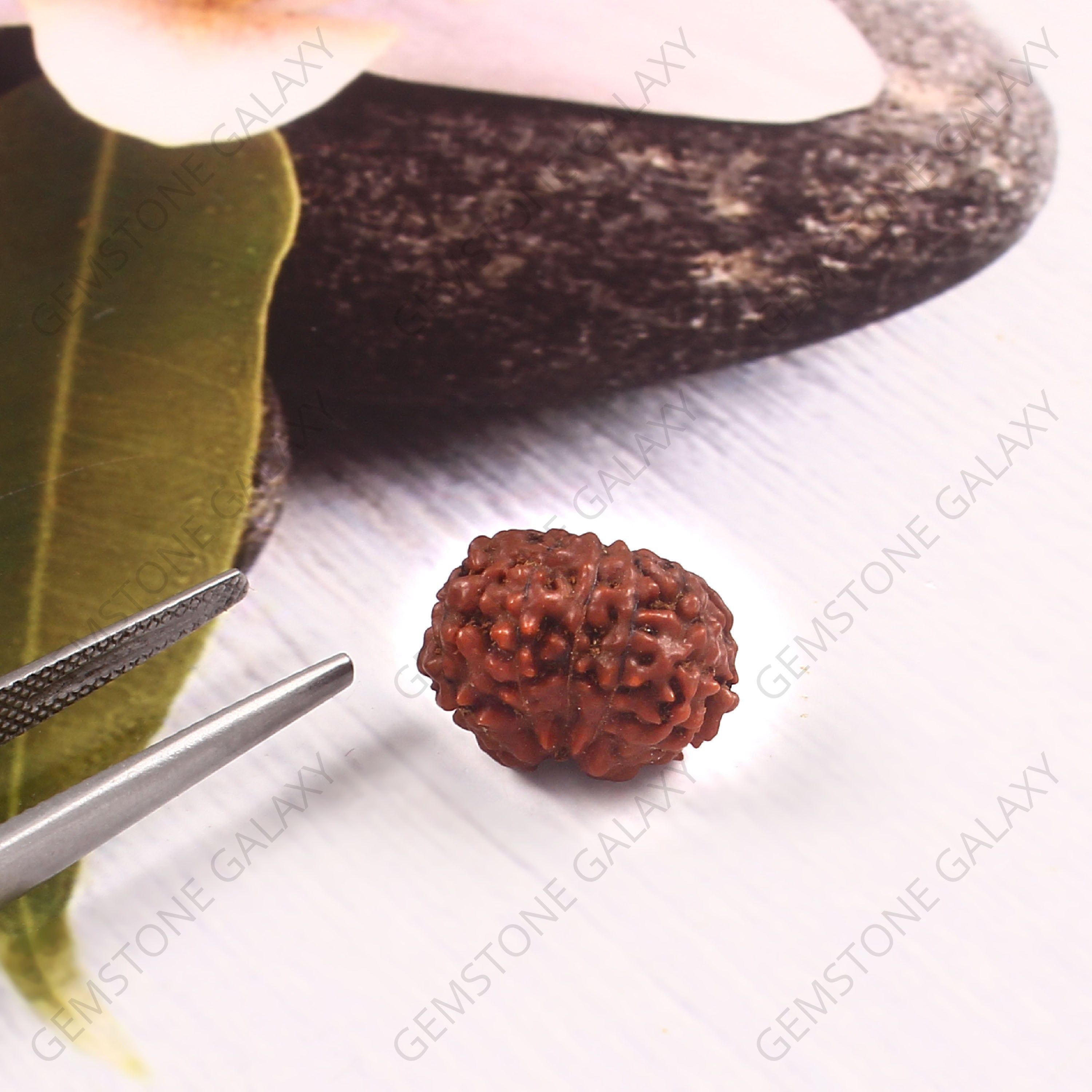 12 Mukhi Rudraksha