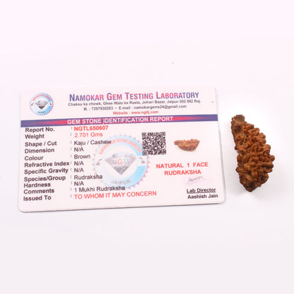 1 Mukhi Rudraksha