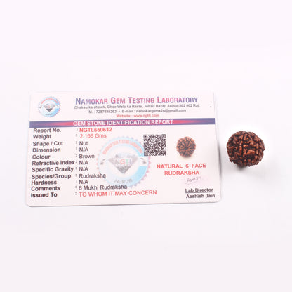 6 Mukhi Rudraksha